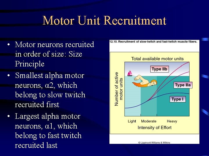 Motor Unit Recruitment • Motor neurons recruited in order of size: Size Principle •
