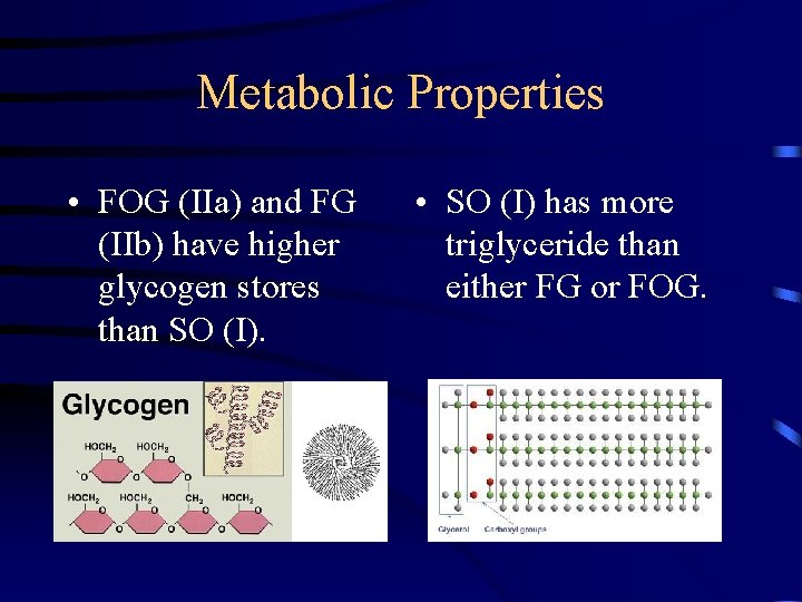 Metabolic Properties • FOG (IIa) and FG (IIb) have higher glycogen stores than SO