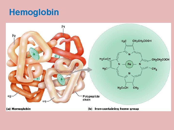 Hemoglobin · Iron-containing protein (Hb + globin) Molecular weight of Hb = 67, 000