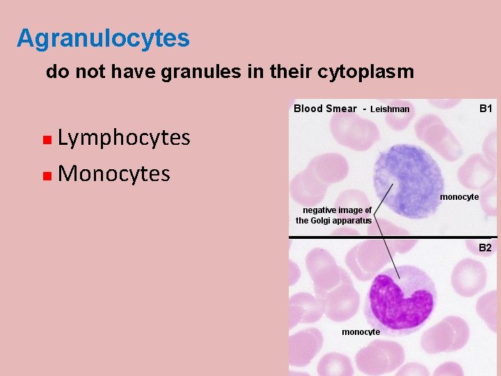 Agranulocytes do not have granules in their cytoplasm Lymphocytes Monocytes 