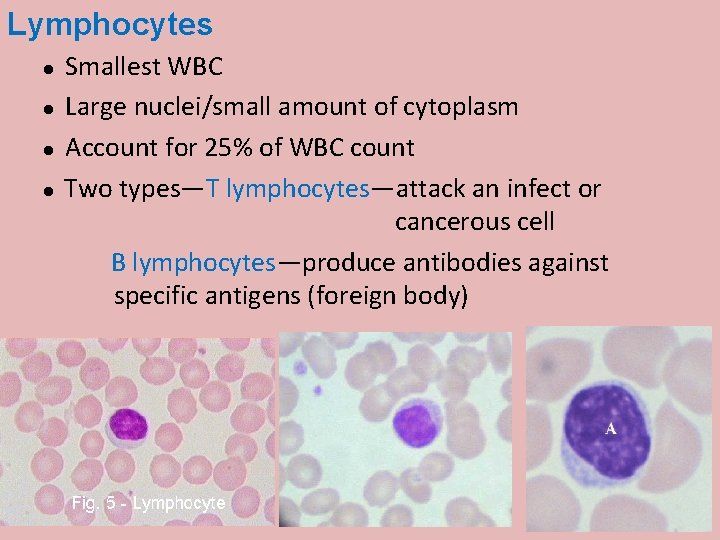 Lymphocytes Smallest WBC Large nuclei/small amount of cytoplasm Account for 25% of WBC count