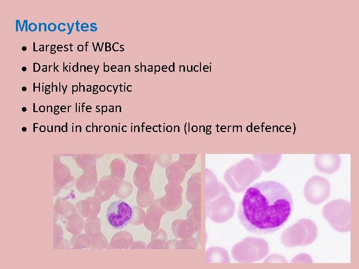 Monocytes Largest of WBCs Dark kidney bean shaped nuclei Highly phagocytic Longer life span