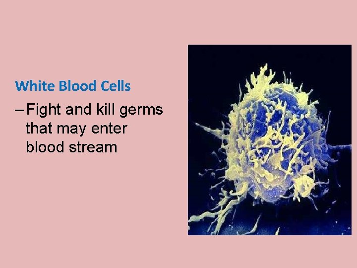 White Blood Cells – Fight and kill germs that may enter blood stream 
