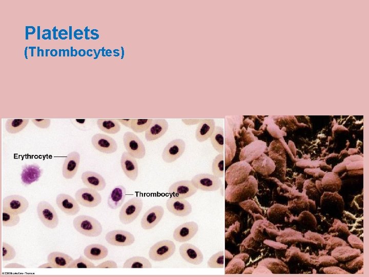 Platelets (Thrombocytes) 