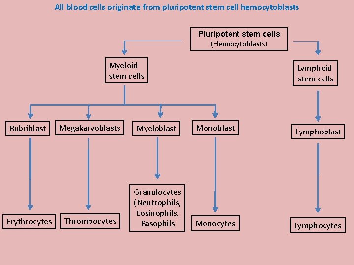All blood cells originate from pluripotent stem cell hemocytoblasts Pluripotent stem cells (Hemocytoblasts) Myeloid