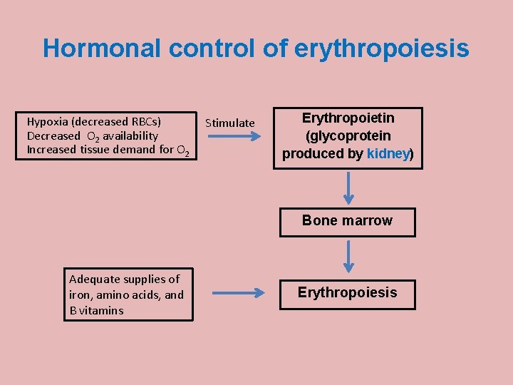 Hormonal control of erythropoiesis Hypoxia (decreased RBCs) Decreased O 2 availability Increased tissue demand