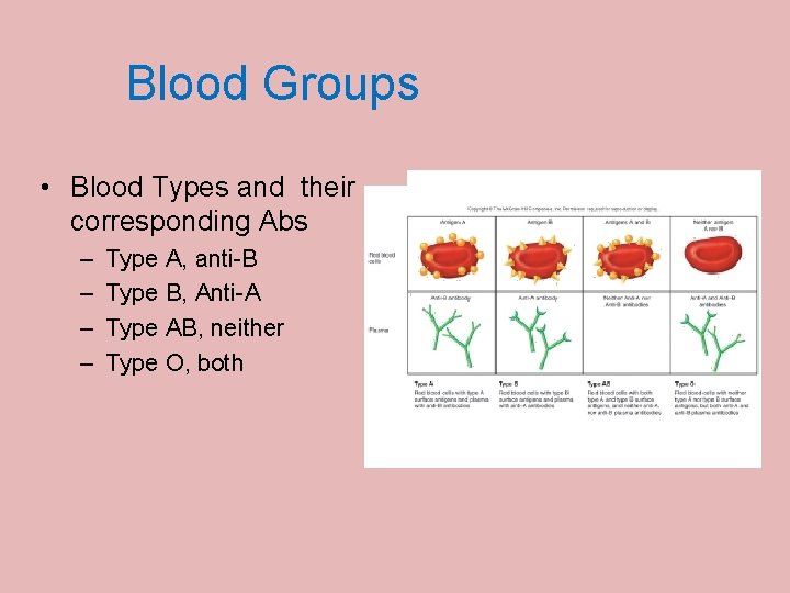 Blood Groups • Blood Types and their corresponding Abs – – Type A, anti-B