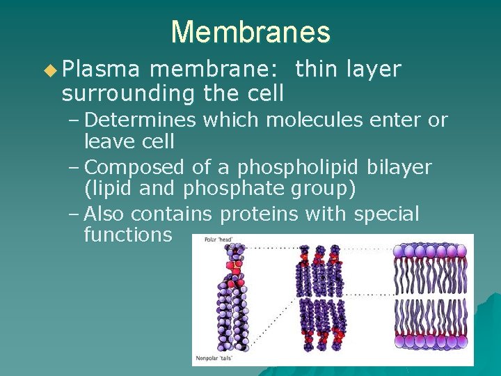 Membranes u Plasma membrane: thin layer surrounding the cell – Determines which molecules enter