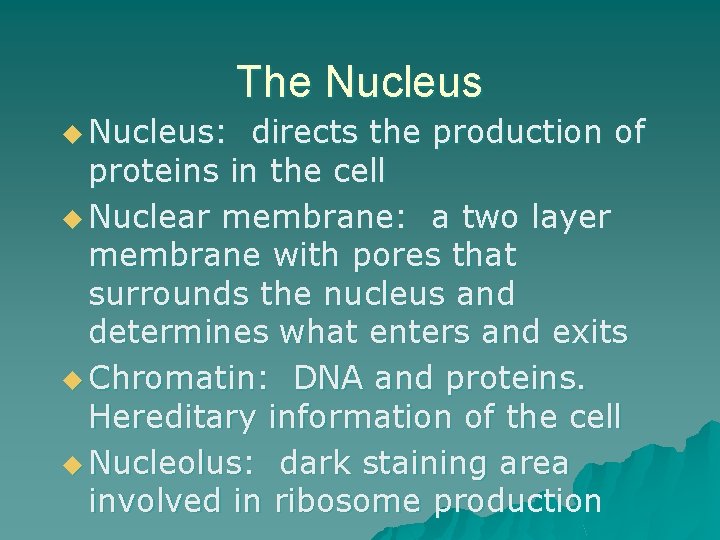 The Nucleus u Nucleus: directs the production of proteins in the cell u Nuclear