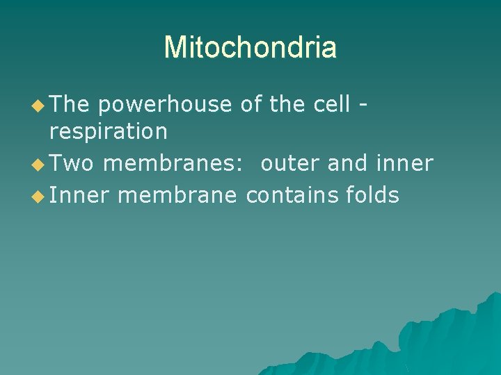 Mitochondria u The powerhouse of the cell respiration u Two membranes: outer and inner