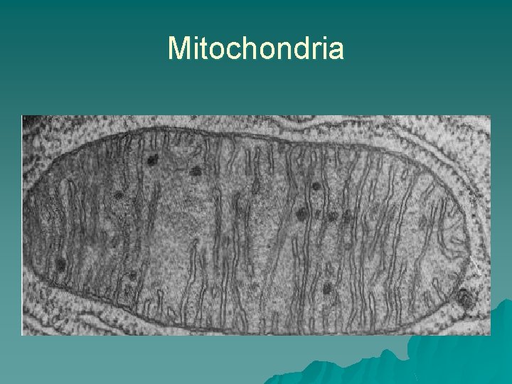 Mitochondria 