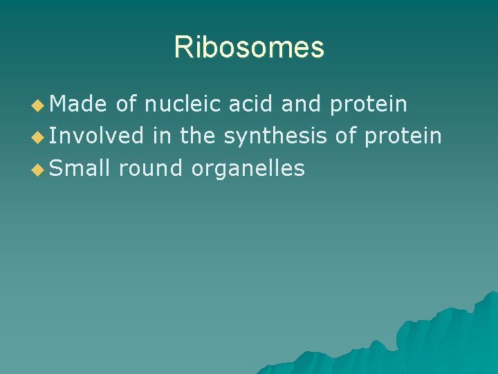 Ribosomes u Made of nucleic acid and protein u Involved in the synthesis of