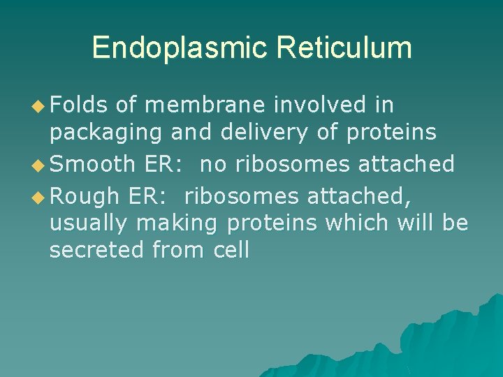 Endoplasmic Reticulum u Folds of membrane involved in packaging and delivery of proteins u