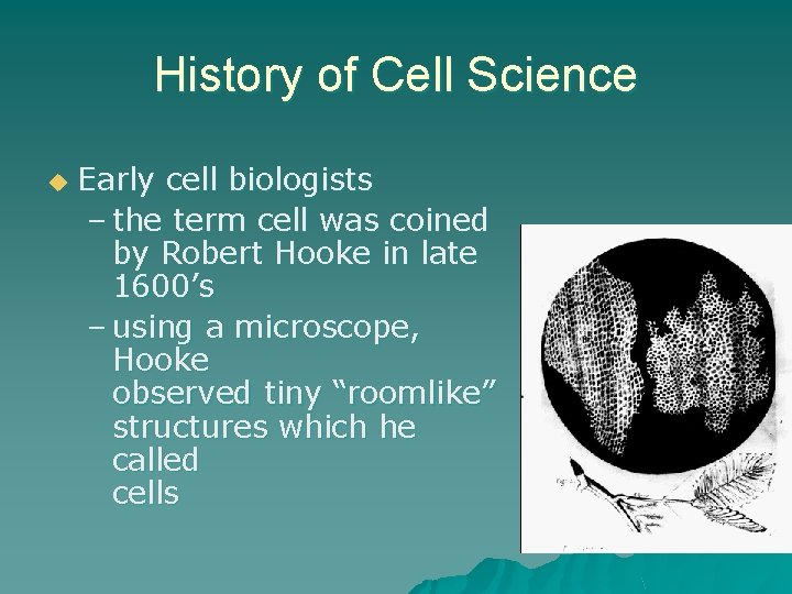 History of Cell Science u Early cell biologists – the term cell was coined