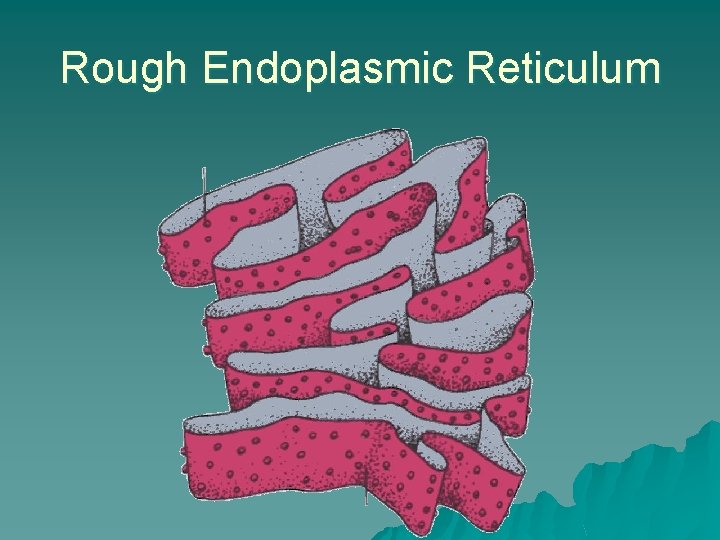 Rough Endoplasmic Reticulum 