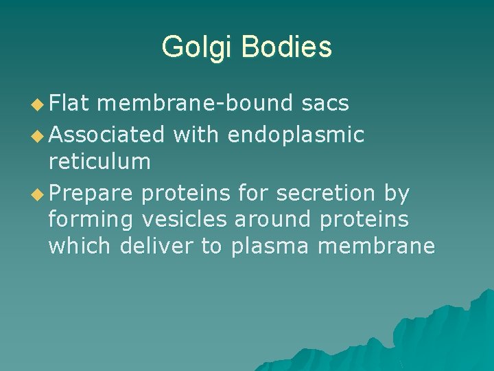 Golgi Bodies u Flat membrane-bound sacs u Associated with endoplasmic reticulum u Prepare proteins