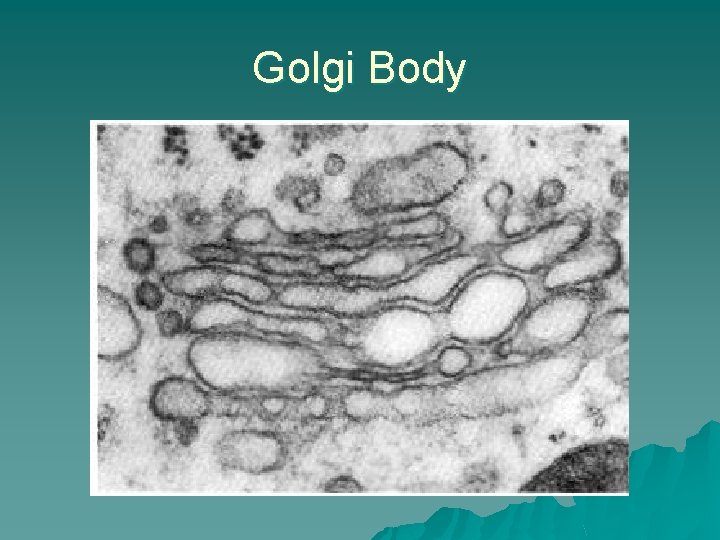 Golgi Body 