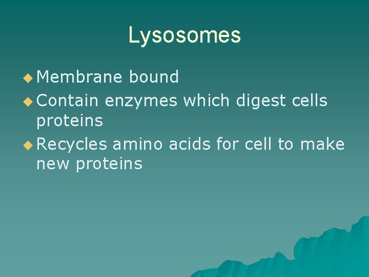 Lysosomes u Membrane bound u Contain enzymes which digest cells proteins u Recycles amino