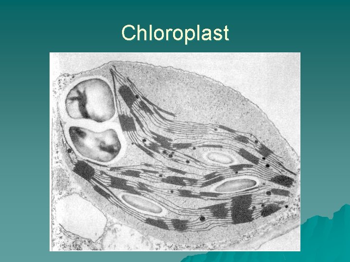 Chloroplast 