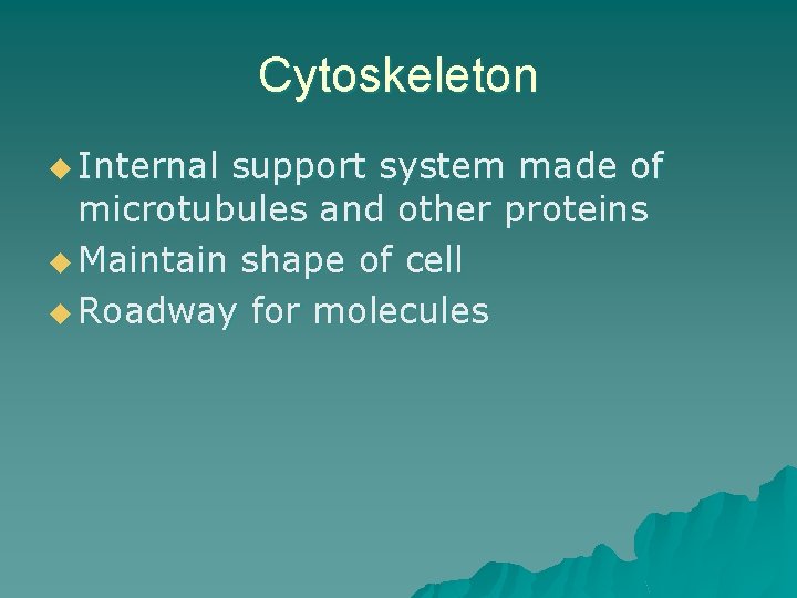 Cytoskeleton u Internal support system made of microtubules and other proteins u Maintain shape