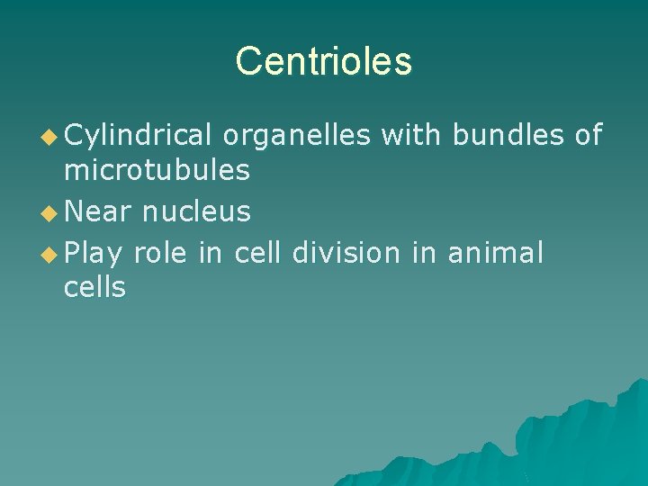 Centrioles u Cylindrical organelles with bundles of microtubules u Near nucleus u Play role