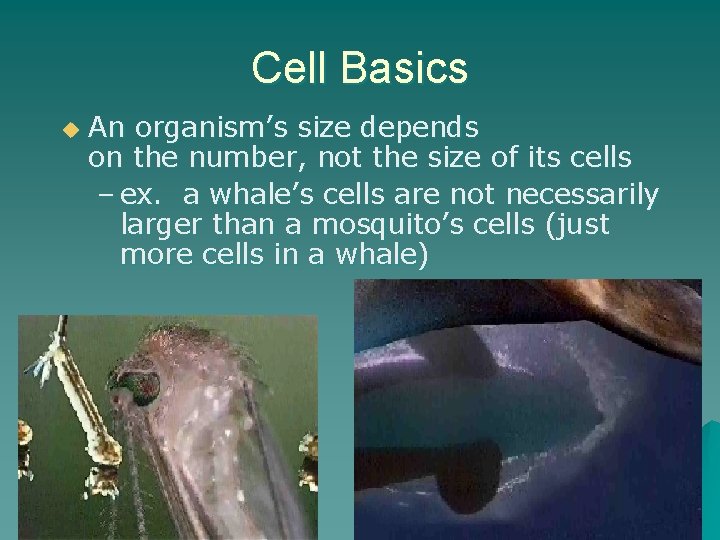 Cell Basics u An organism’s size depends on the number, not the size of