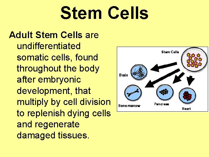 Stem Cells Adult Stem Cells are undifferentiated somatic cells, found throughout the body after