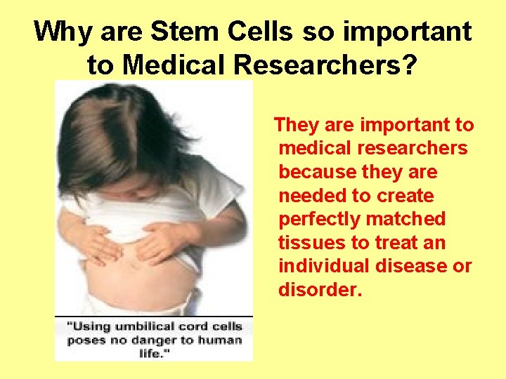 Why are Stem Cells so important to Medical Researchers? They are important to medical