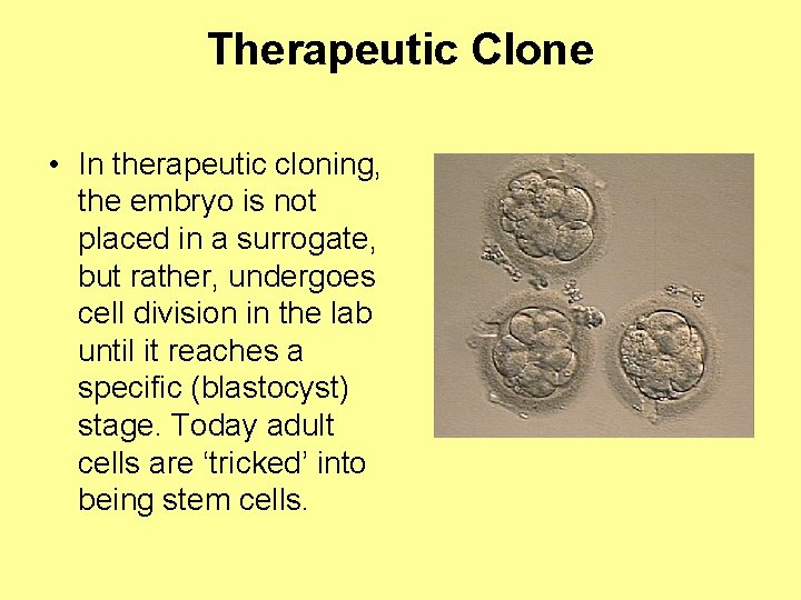 Therapeutic Clone • In therapeutic cloning, the embryo is not placed in a surrogate,