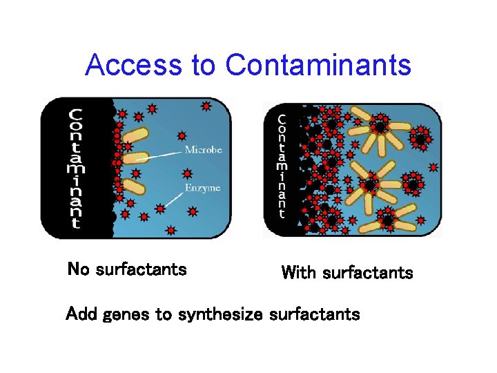Access to Contaminants No surfactants With surfactants Add genes to synthesize surfactants 