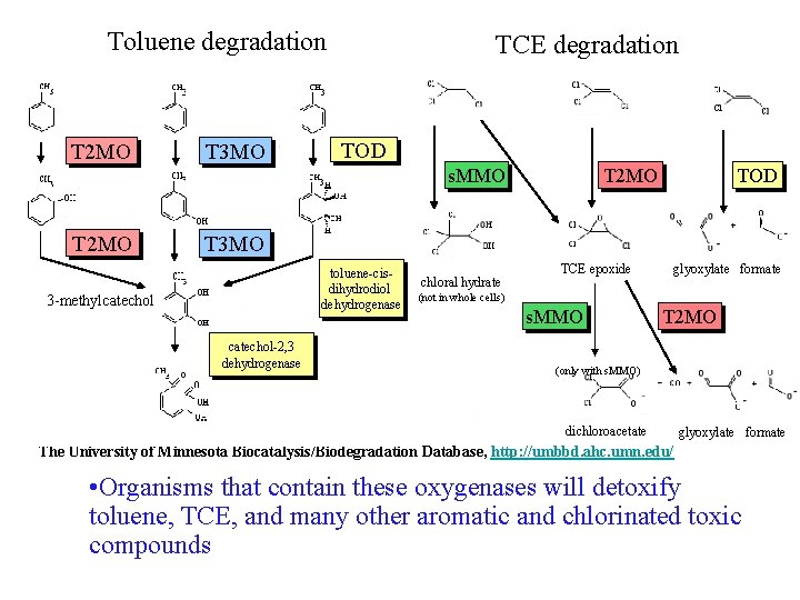 Toluene degradation T 2 MO T 3 MO TCE degradation TOD s. MMO T