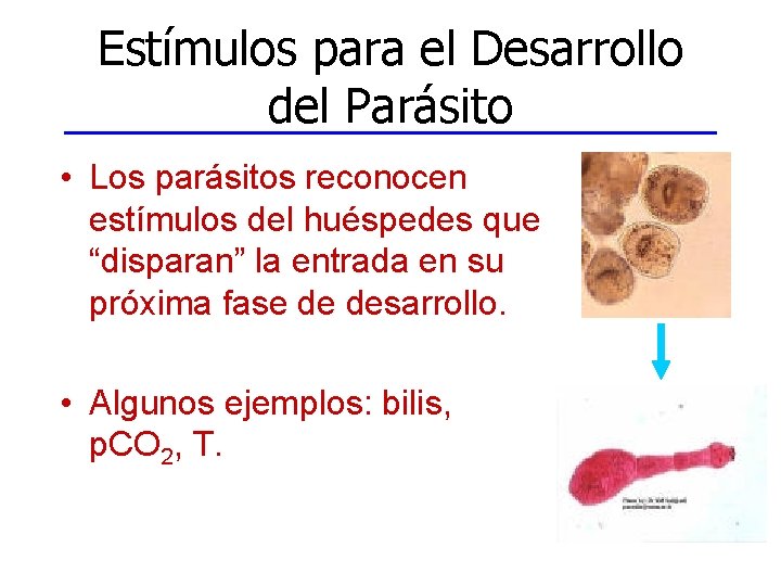 Estímulos para el Desarrollo del Parásito • Los parásitos reconocen estímulos del huéspedes que