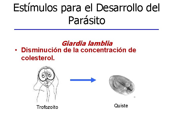 Estímulos para el Desarrollo del Parásito Giardia lamblia • Disminución de la concentración de