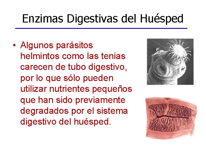 Enzimas Digestivas del Huésped • Algunos parásitos helmintos como las tenias carecen de tubo