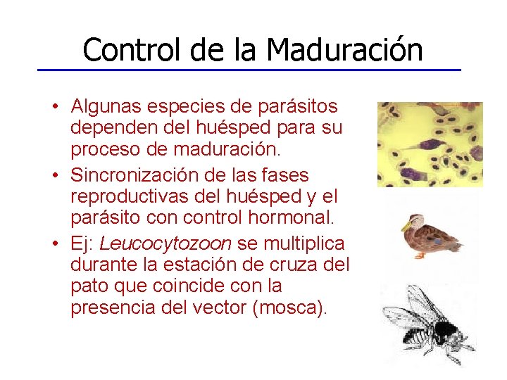 Control de la Maduración • Algunas especies de parásitos dependen del huésped para su