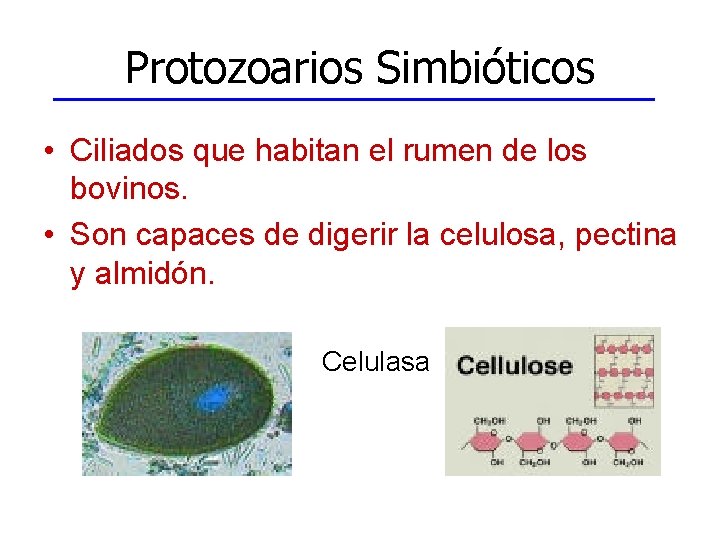 Protozoarios Simbióticos • Ciliados que habitan el rumen de los bovinos. • Son capaces