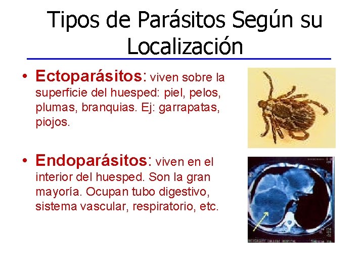 Tipos de Parásitos Según su Localización • Ectoparásitos: viven sobre la superficie del huesped: