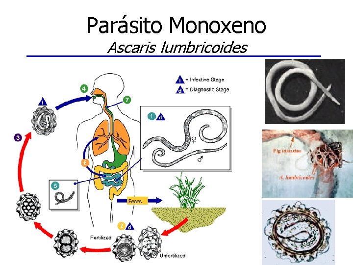 Parásito Monoxeno Ascaris lumbricoides 