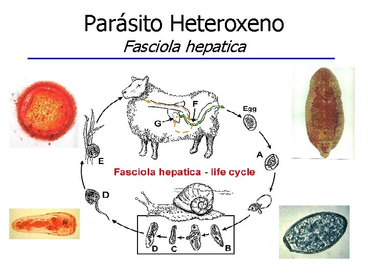 Parásito Heteroxeno Fasciola hepatica 