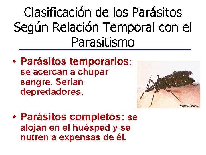 Clasificación de los Parásitos Según Relación Temporal con el Parasitismo • Parásitos temporarios: se