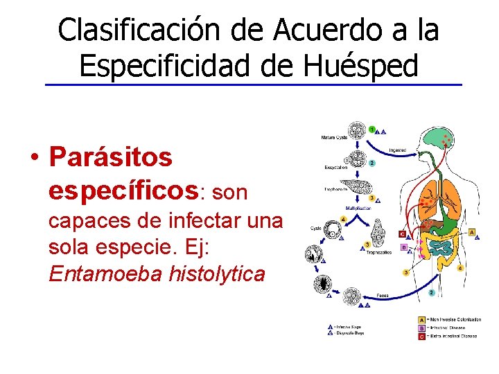 Clasificación de Acuerdo a la Especificidad de Huésped • Parásitos específicos: son capaces de