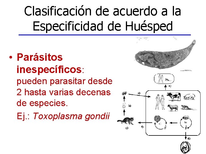 Clasificación de acuerdo a la Especificidad de Huésped • Parásitos inespecíficos: pueden parasitar desde