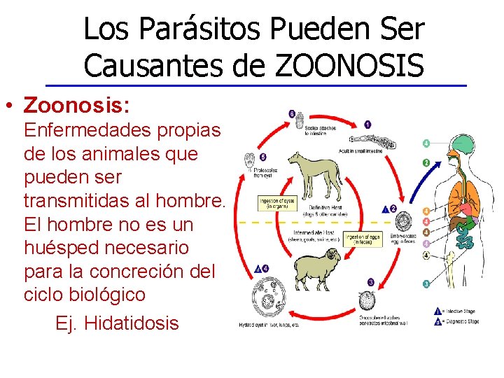Los Parásitos Pueden Ser Causantes de ZOONOSIS • Zoonosis: Enfermedades propias de los animales