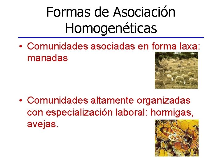 Formas de Asociación Homogenéticas • Comunidades asociadas en forma laxa: manadas • Comunidades altamente