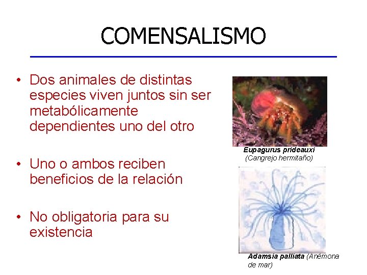 COMENSALISMO • Dos animales de distintas especies viven juntos sin ser metabólicamente dependientes uno