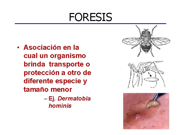 FORESIS • Asociación en la cual un organismo brinda transporte o protección a otro