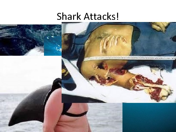 Shark Attacks! • The great white shark is at the top of the food