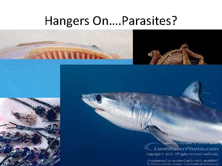 Hangers On…. Parasites? • Remora fish – Attach themselves to the shark for a