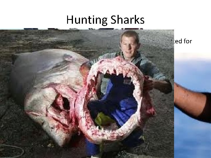 Hunting Sharks • Shark cartilage and fins are used in traditional medicine • Shark