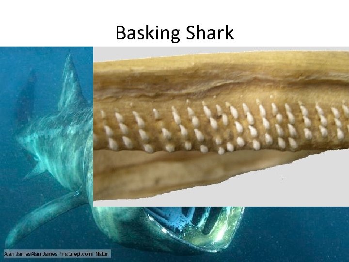 Basking Shark • Have large, oil-filled livers they can swim slowly without sinking •